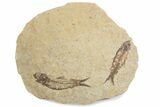 Fossil Fish (Knightia) Mortality Plate - Wyoming #375396-1